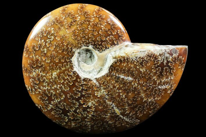 Polished, Agatized Ammonite (Cleoniceras) - Madagascar #88143